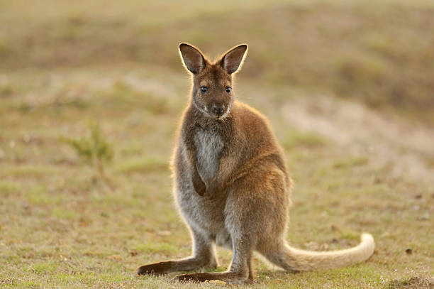 wallaby "A Red-necked wallaby, Mount William National Park, Launceston, Tasmania,Related images:" wallaby stock pictures, royalty-free photos & images
