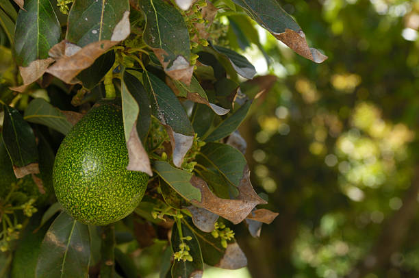 istock Close-up of Avacado Rippening on Tree 182761541