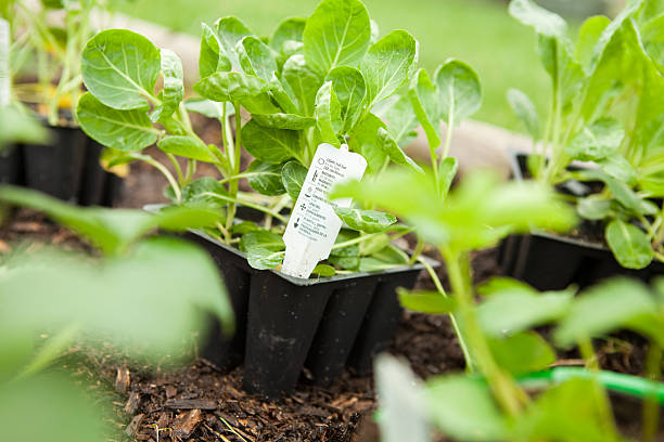 istock Gardening - Brussel Sprouts Ready to Plant 182761834