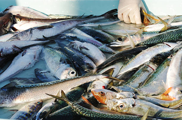 istock fishmonger handling mackerel on market stall 182761885