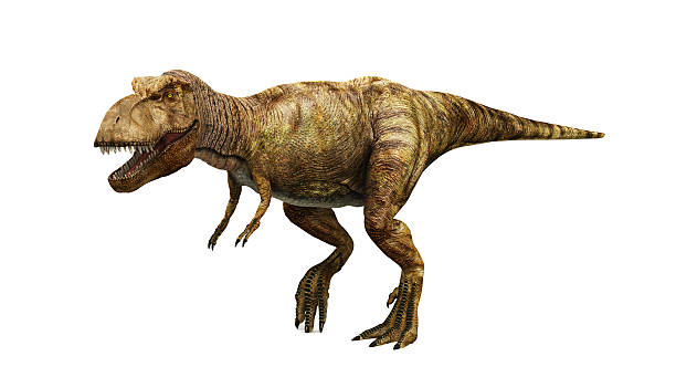 Tyrannosaurus rex Trex on white. extinct photos stock pictures, royalty-free photos & images