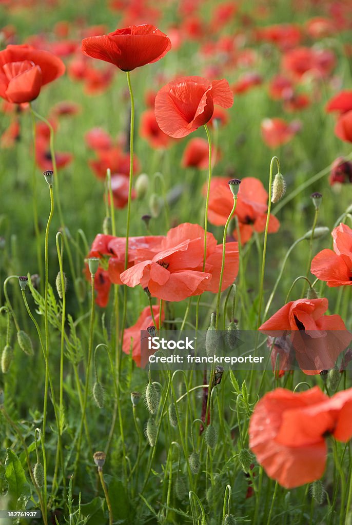 wild poppies ao vento, primavera - Foto de stock de Agricultura royalty-free