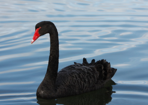 A black swan paddling across a lake. Australia.