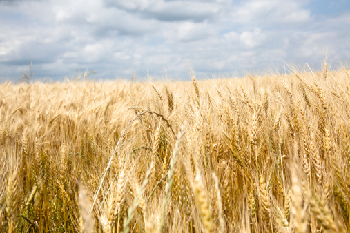 Low angle view of a wheat crop with cloudy sky in background.