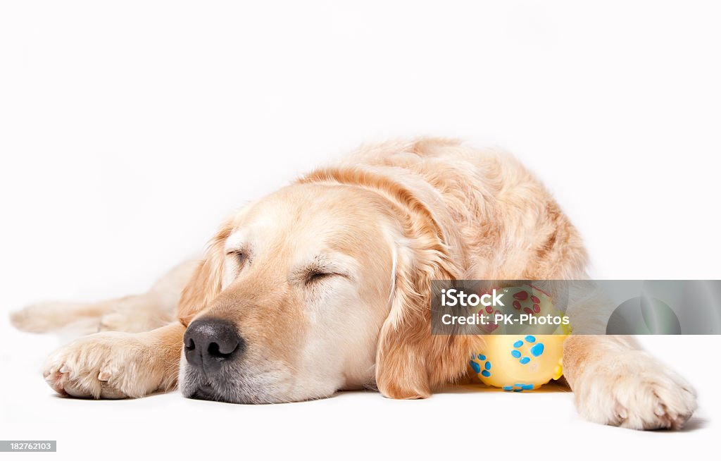 Sleeping Dog sleeping Golden Retriever with ball, white background Golden Retriever Stock Photo