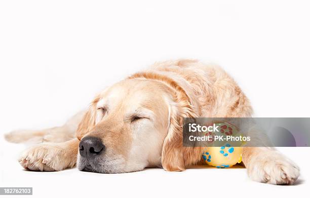 Sleeping Dog Stock Photo - Download Image Now - Golden Retriever, Dog, Eyes Closed