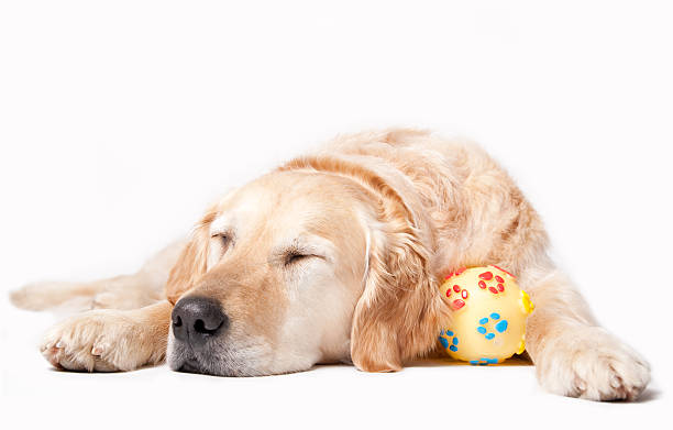 cão a dormir - dog golden retriever lying down isolated imagens e fotografias de stock