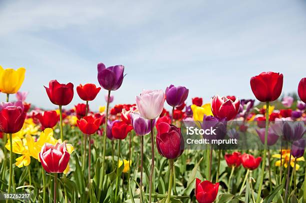 Field Von Bunten Tulpen Stockfoto und mehr Bilder von April - April, Aufnahme von unten, Bildhintergrund