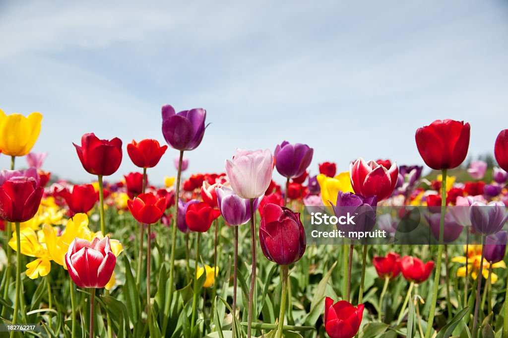 Domaine de Multi coloré de tulipes - Photo de Avril libre de droits