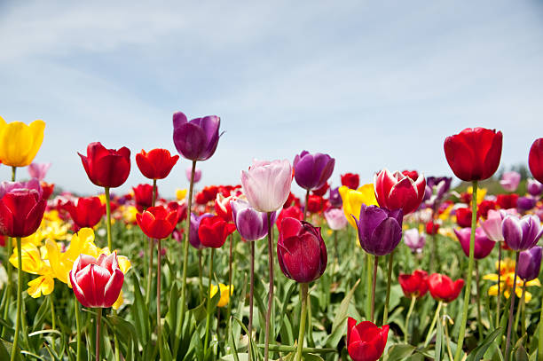 istock Field of blooming multi-colored tulips 182762217