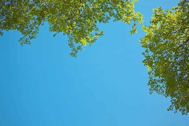 istock Green Leaves Against a Blue Sky 182762220