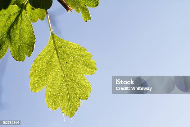 Photo libre de droit de Printemps Vert Feuilles Sur Ciel Bleu Hawthorn banque d'images et plus d'images libres de droit de Aubépine - Plante - Aubépine - Plante, Bleu, Ciel