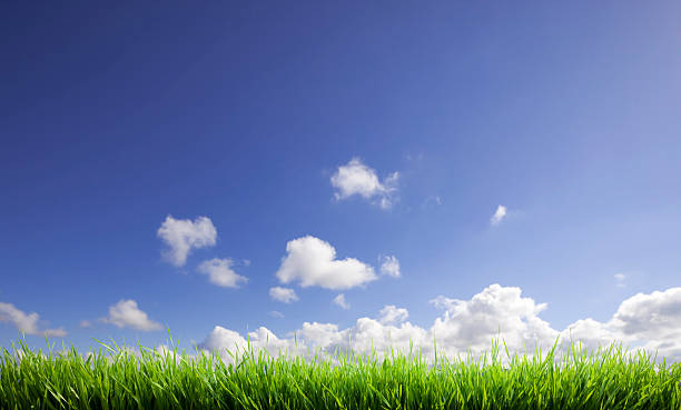 Green grass and blue sky stock photo