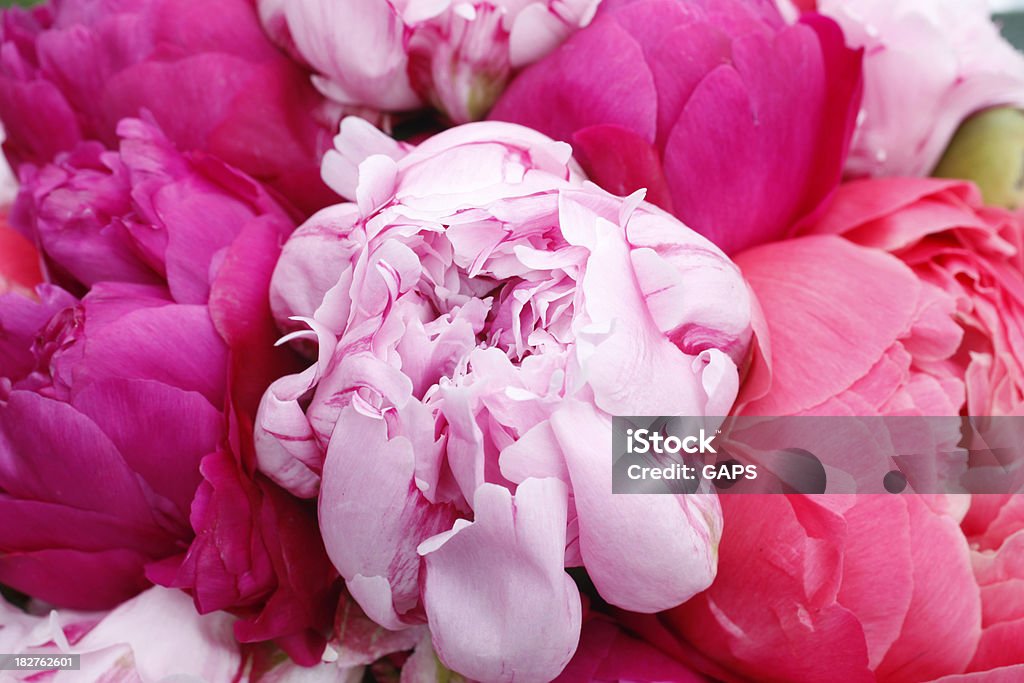 Buquê com peonies - Foto de stock de Bouquet royalty-free