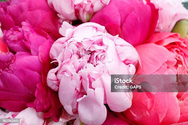 Foto de Buquê Com Peonies e mais fotos de stock de Bouquet - Bouquet, Casamento, Colorido