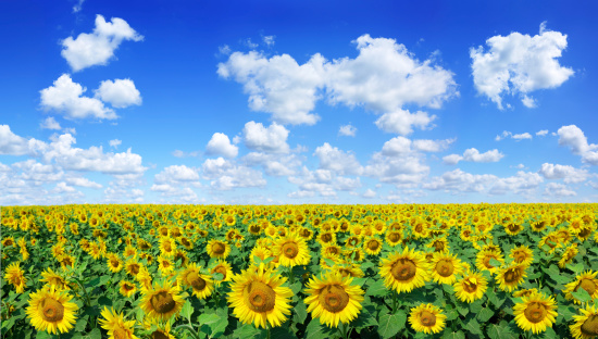 Golden sunflowers, the blue sky and white clouds (Panorama)