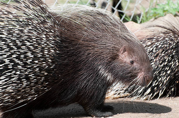 istock African crested porcupine, Hystrix cristata 182762736