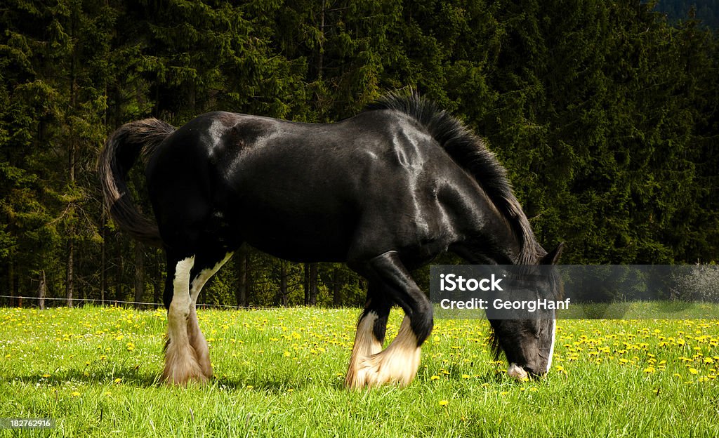 Female black Horse Black horse on meadow. Agriculture Stock Photo