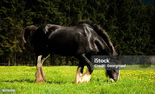 Female Black Horse Stock Photo - Download Image Now - Agriculture, Animal, Beauty In Nature