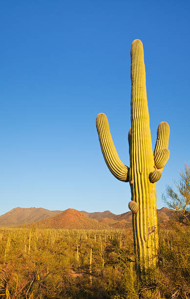 istock Saguaro Cactus and Desert Landscape 182762960