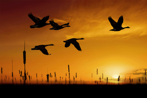flock of migrating canada geese in silhouette at sunset (XXL)