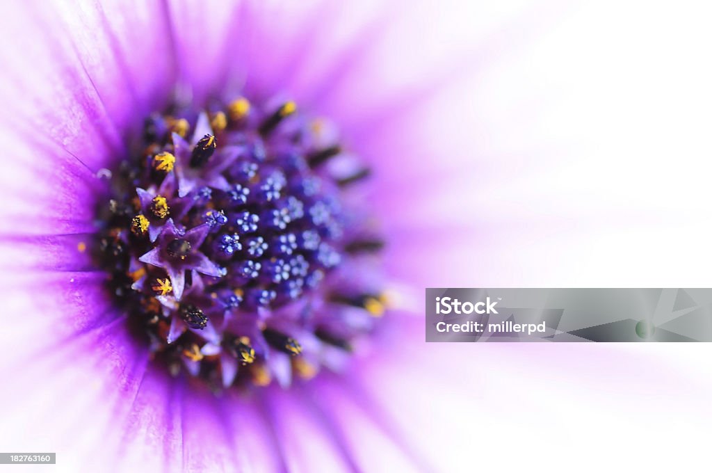 Flower close up with copy space "Close up of the interior of a flower, with pollen starting to show, with good copy space.Click below to see similar images:" Copy Space Stock Photo