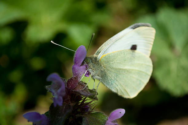 cabbage butterfly stock photo