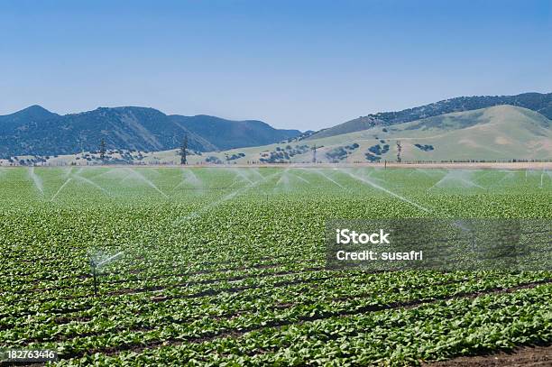Alcachofa De Campo Foto de stock y más banco de imágenes de Agricultura - Agricultura, Agua, Aire libre