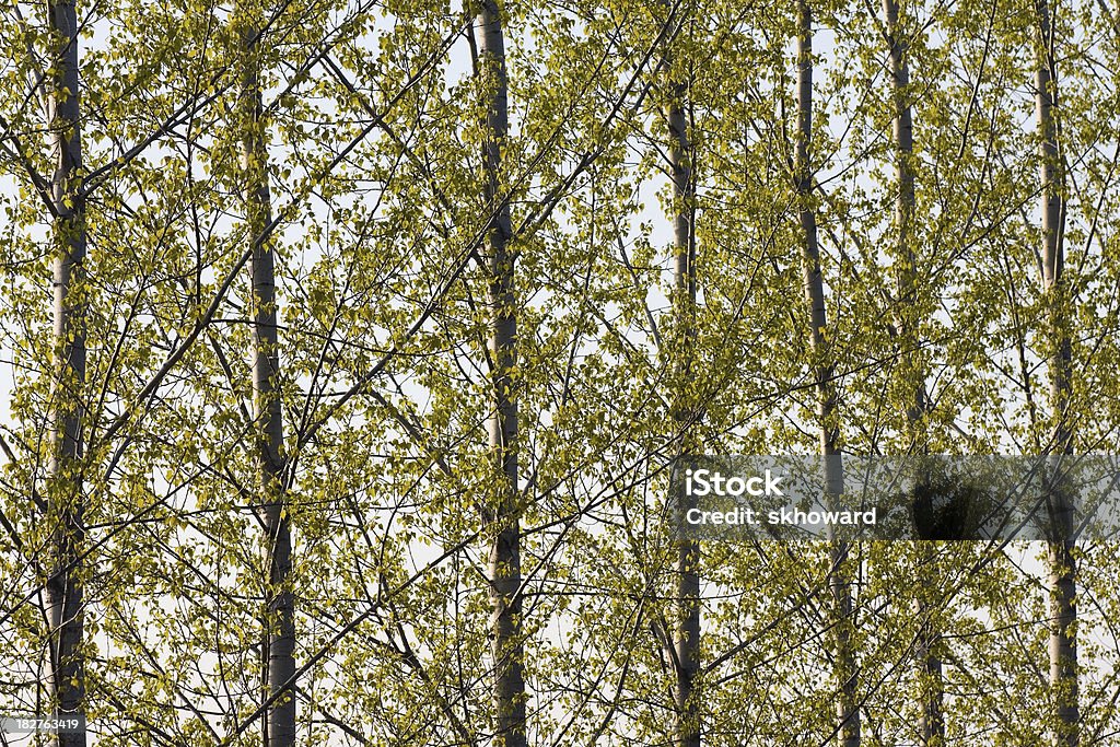 Poplar árboles en una fila. - Foto de stock de Arbolado libre de derechos