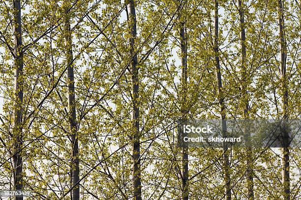 Poplar Árboles En Una Fila Foto de stock y más banco de imágenes de Arbolado - Arbolado, Color - Tipo de imagen, Conservación del ambiente