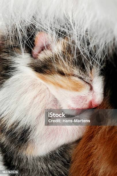 Um Dia De Vida Cego Newborn Filhote De Gato - Fotografias de stock e mais imagens de Abraçar - Abraçar, Amizade, Amor
