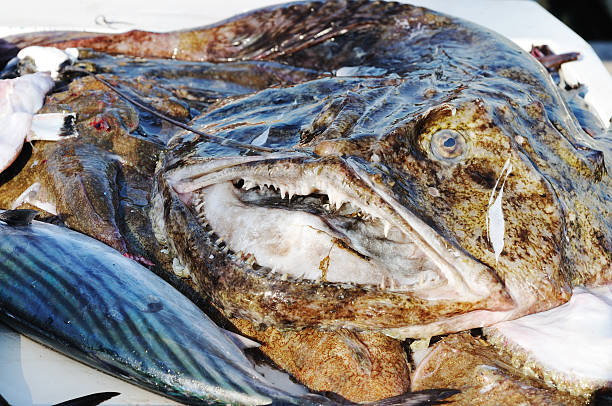istock monkfish on market stall 182763540