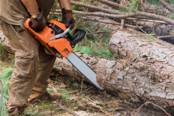 istock On a forest site, professional lumberjack cuts trees with chainsaw 1827635789