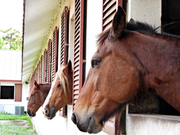 istock Horses (Equus ferus caballus)  - looking out from the stable window with shutters 1827638895