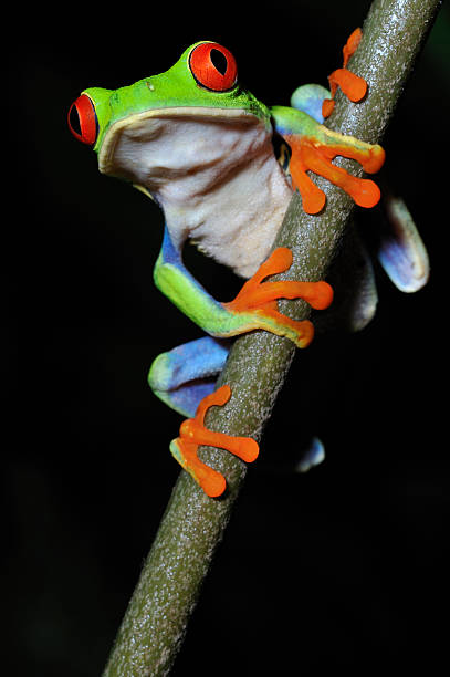istock Red Eye Tree Frog climbing on bamboo, Costa Rica animal 182763946