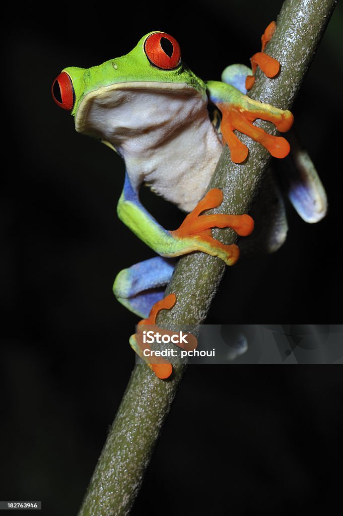 Красный глаз квакша восхождение на Бамбук, Коста-Рика животного - Стоковые фото Амфибия роялти-фри