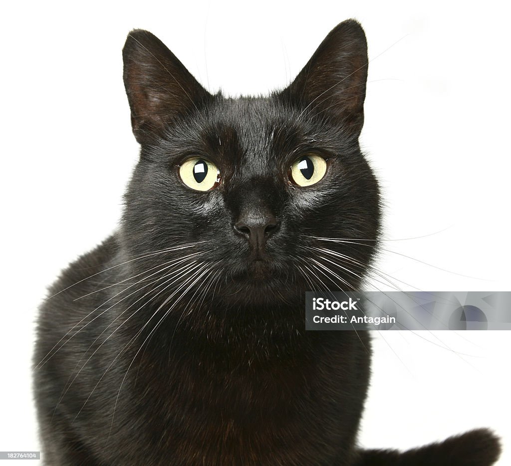 Negro Cat - Foto de stock de Fondo blanco libre de derechos