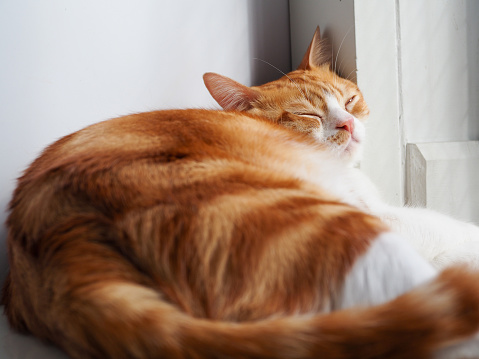 Sleeping orange cat, head leaning against the wall