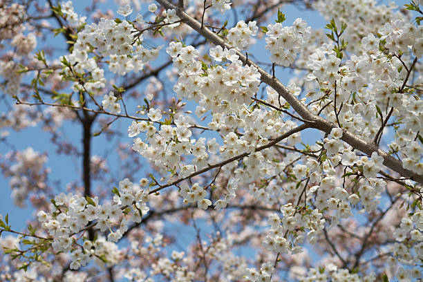 Cherry Blossoms - foto de acervo