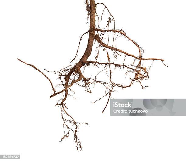 나무 Roots 뿌리에 대한 스톡 사진 및 기타 이미지 - 뿌리, 컷아웃, 순서