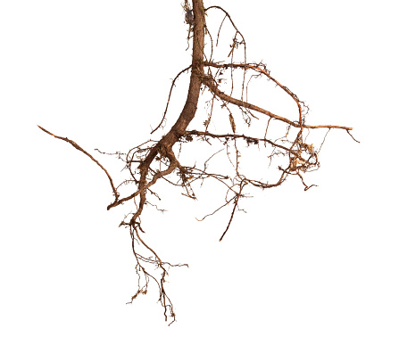 Tree roots on white background