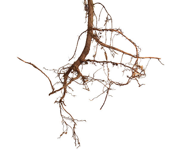 Tree roots on white background stock photo