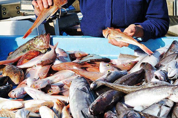 fishmonger na stary port w marsylii - fish market prepared fish seafood photography zdjęcia i obrazy z banku zdjęć