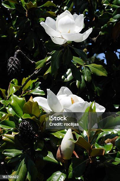 Southern Magnolia Stockfoto und mehr Bilder von Immergrüner Baum - Immergrüner Baum, Baum, Baumblüte
