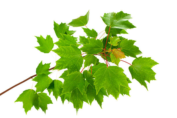 grüne ahornblatt branch, isoliert - maple leaf maple leaf green stock-fotos und bilder