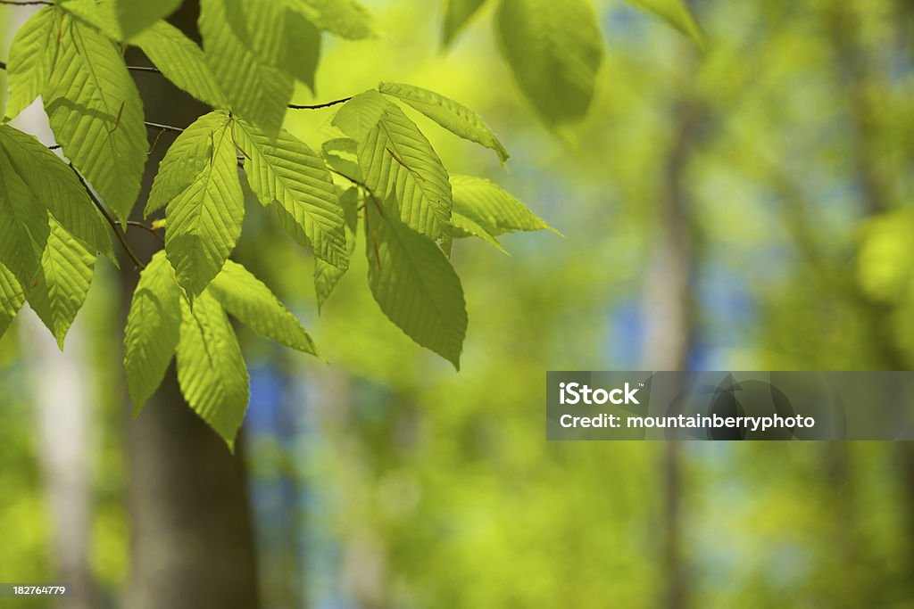 Bosque verde - Foto de stock de Aire libre libre de derechos