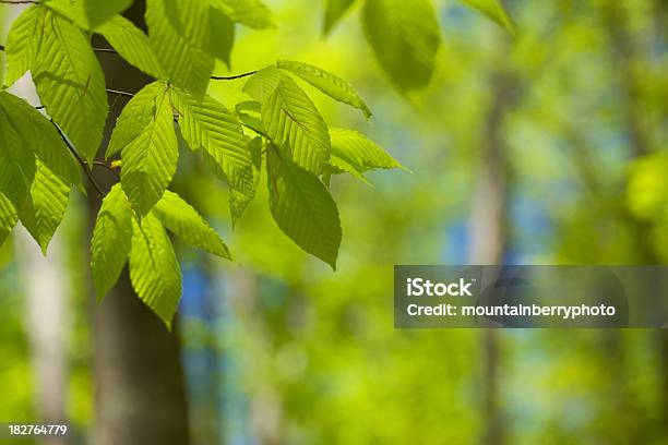 Bosque Verde Foto de stock y más banco de imágenes de Aire libre - Aire libre, Boscaje, Color - Tipo de imagen