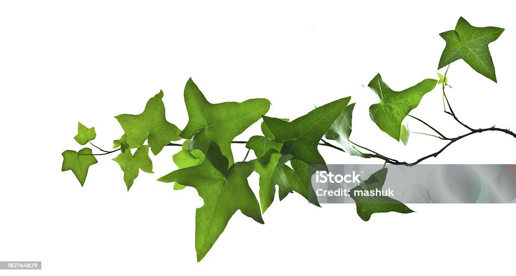 Ivy ramo isolado a branco - Royalty-free Cor verde Foto de stock