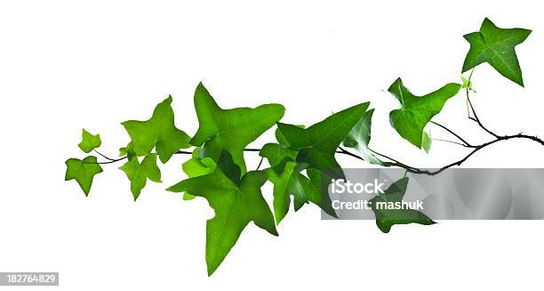 Ivy Ramo Isolado A Branco - Fotografias de stock e mais imagens de Cor verde - Cor verde, Elemento de desenho, Figura para recortar