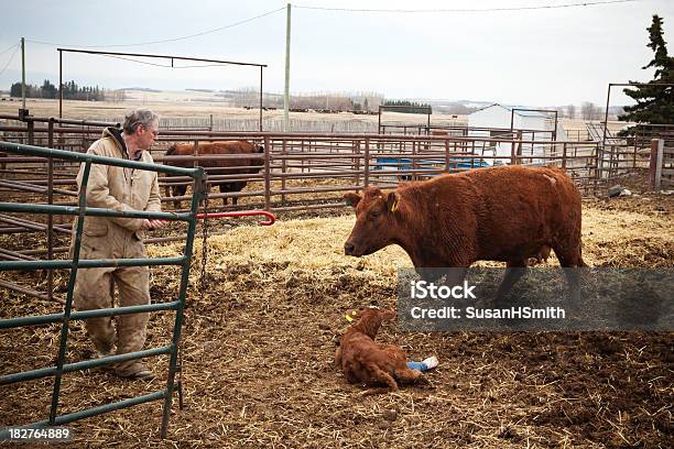 Foto de Agricultor Com Feridos Filhote E Mãe e mais fotos de stock de Macacões - Macacões, Rancheiro, Adulto